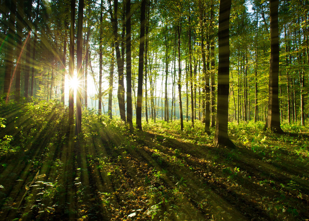 Holz und Klimaschutz - Wald